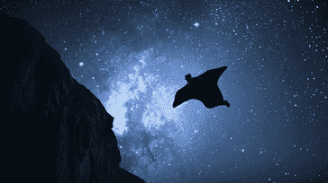 Nighttime Excitement Wingsuit Flying Under the Stars